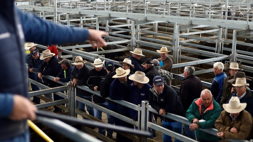 Farmers signal bids to an auctioneer.