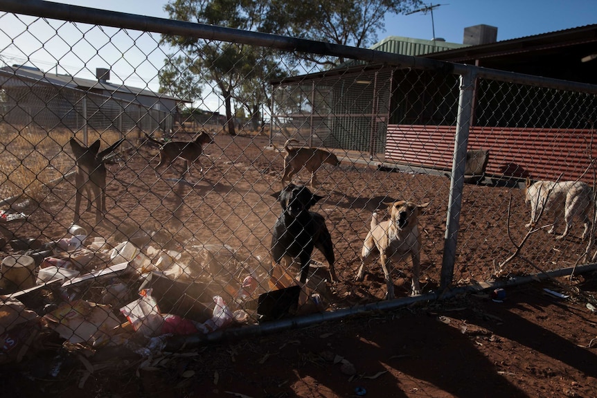 A pack of stray dogs bark from the yard of a house in Blackstone, WA.