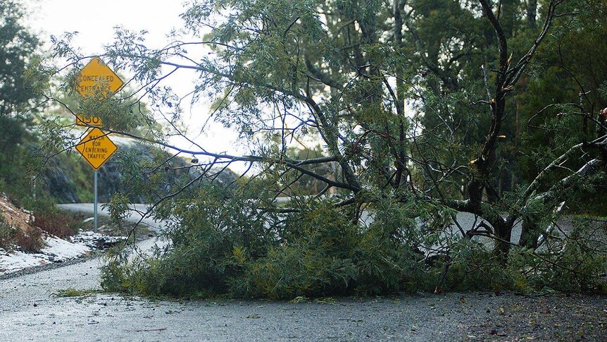 Tree down between South Riana and Natone, July 13, 2016