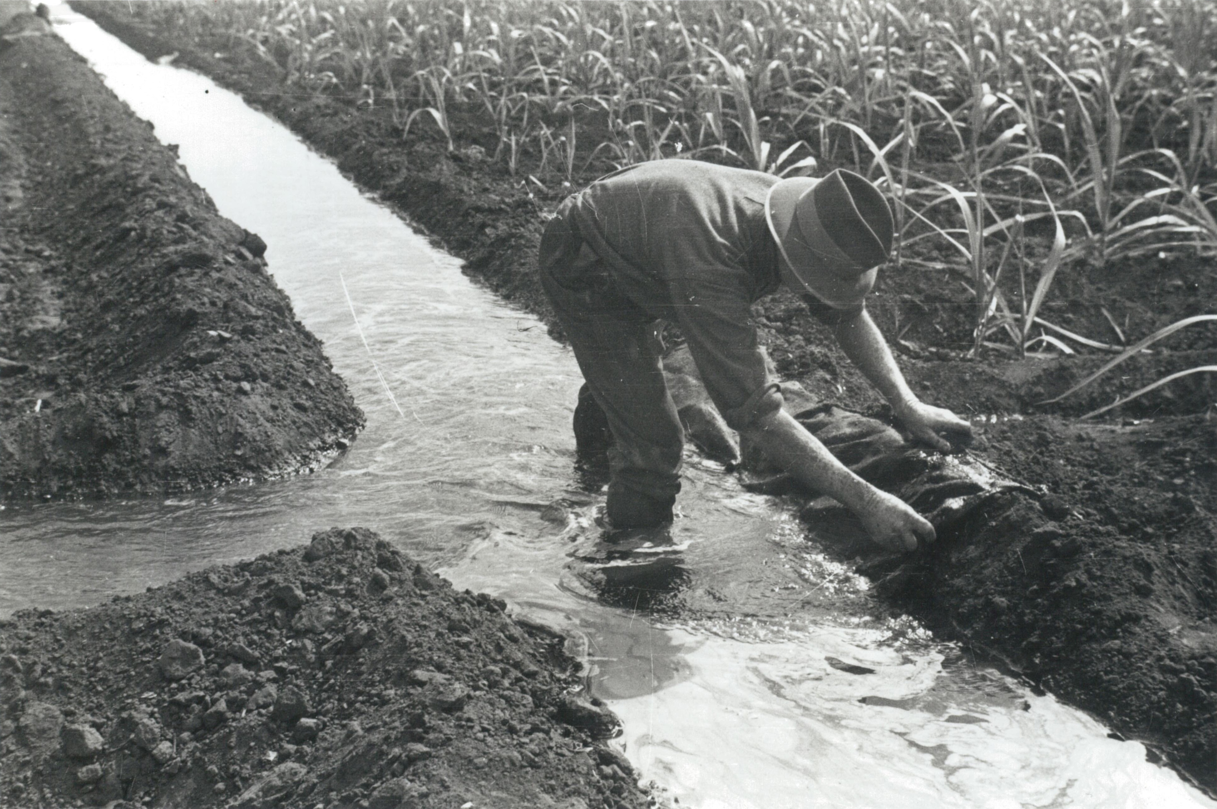 Uma foto em preto e branco de um homem de chapéu parado em um canal de irrigação cuidando de uma plantação.