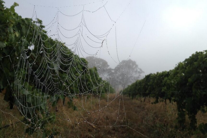 Cobweb on the grape vines