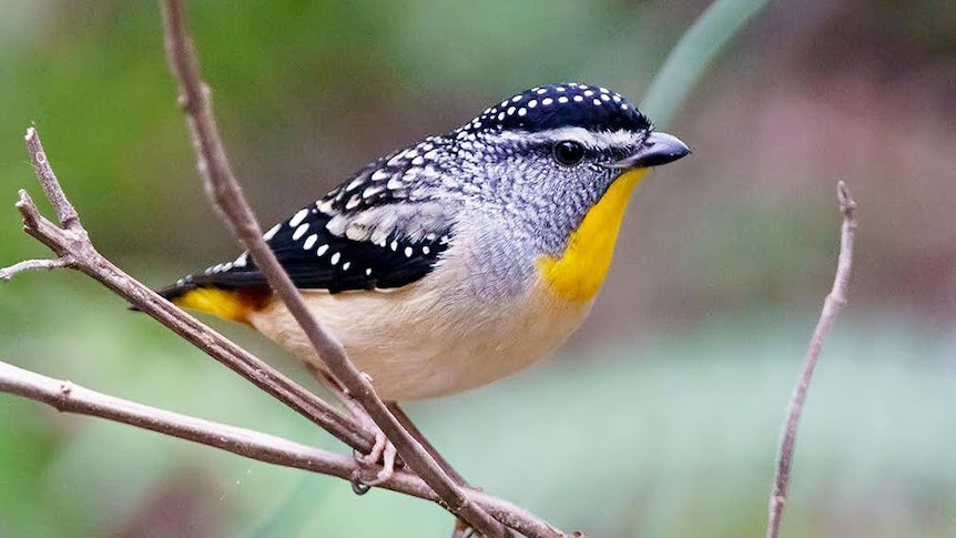 Spotted Pardalote 