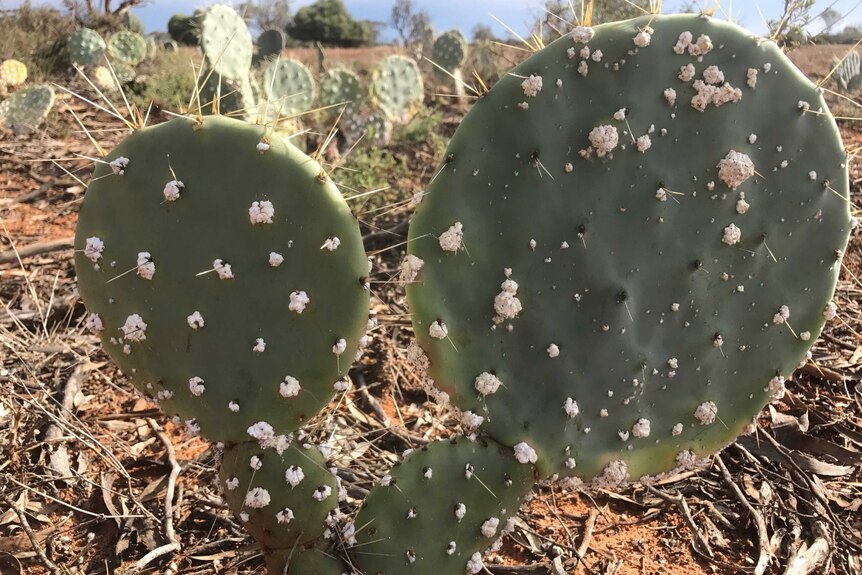 Baby wheel cacti infected with cochineal bugs.