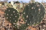 Baby wheel cacti infected with cochineal bugs.