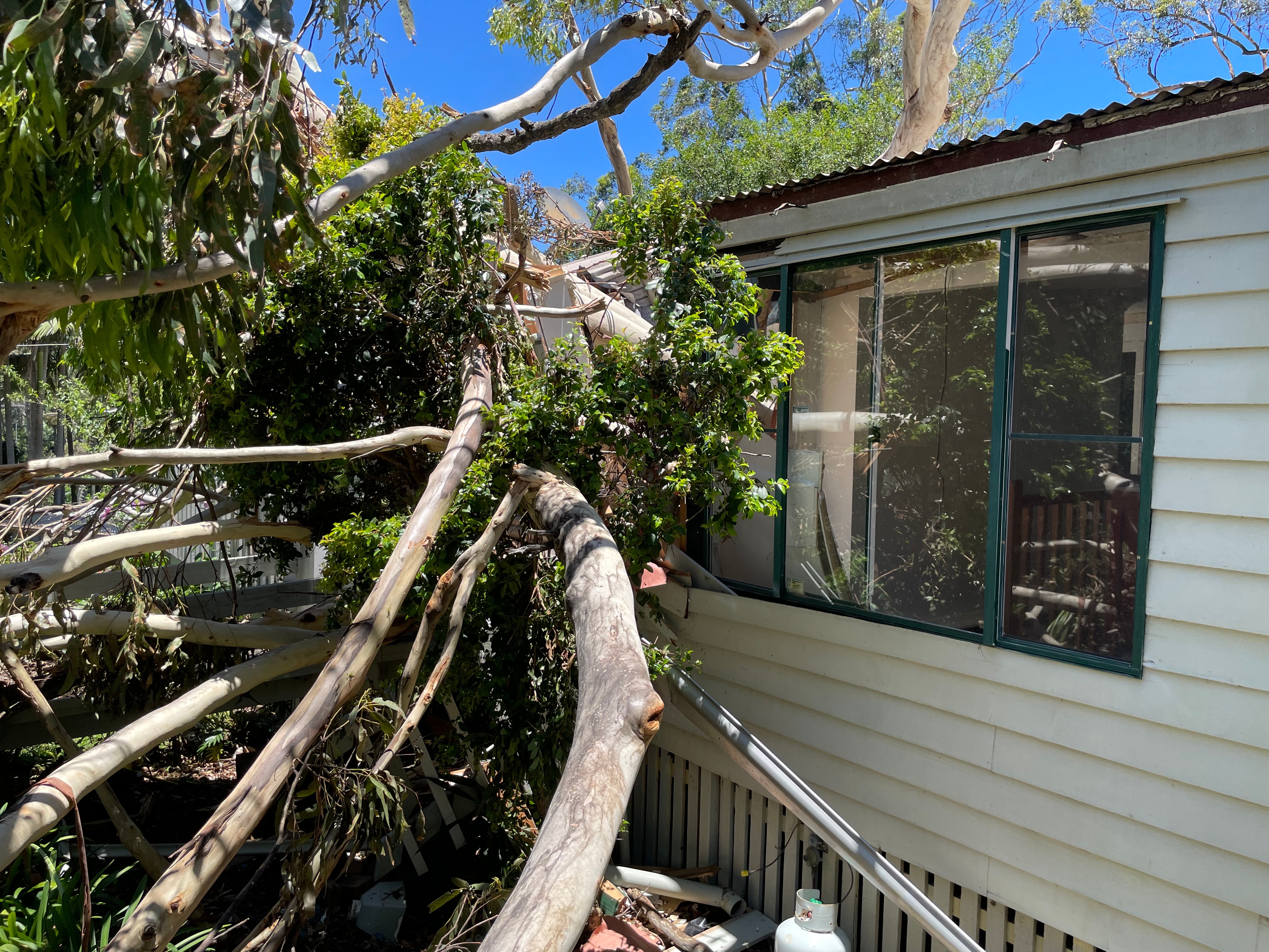 tree smashing through the house