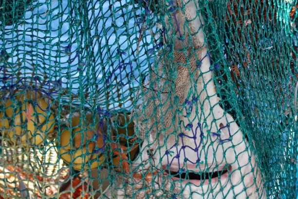 Sawfish in a net.