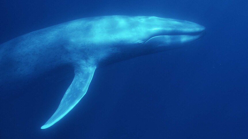 A blue whale swims through the water. There appears to be a glow on the top side of the animal, coming from the water's surface