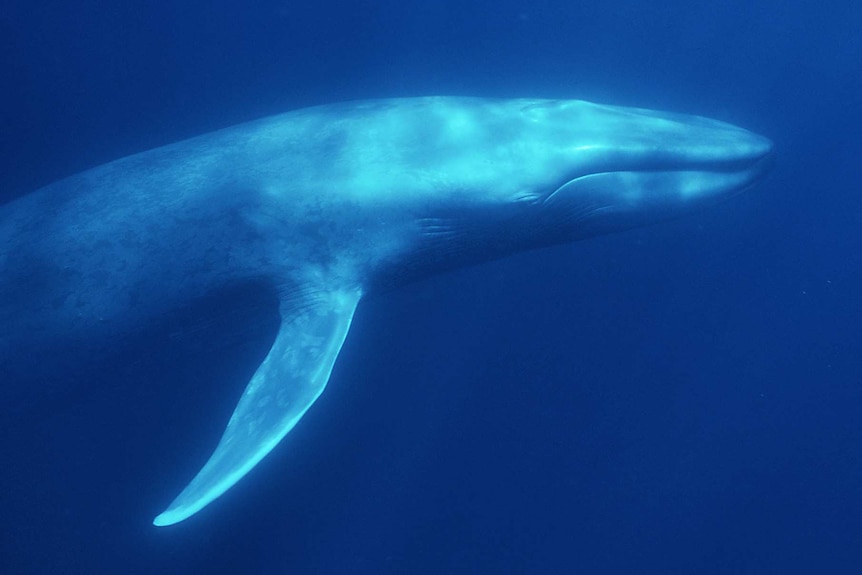 A blue whale swims through the water. There appears to be a glow on the top side of the animal, coming from the water's surface