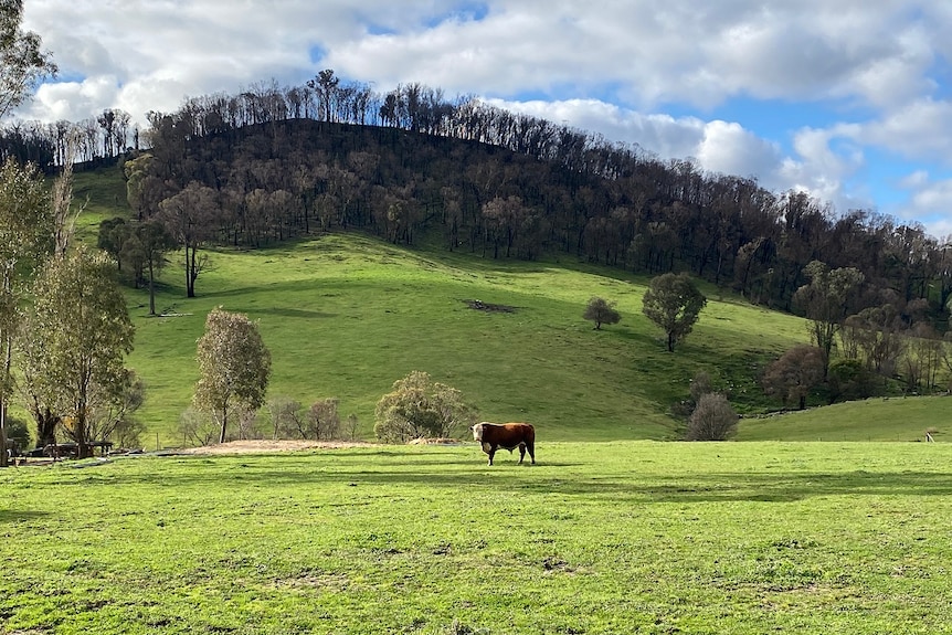 A green hill covered in burnt pine trees sit behind a paddock with one brown cow.