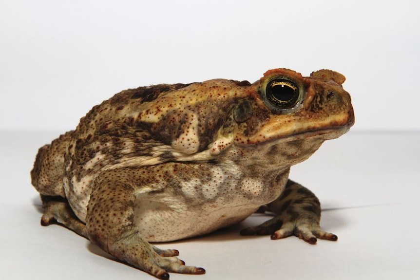 A cane toad sits on a log.