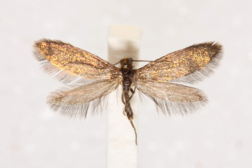 Enigma moth