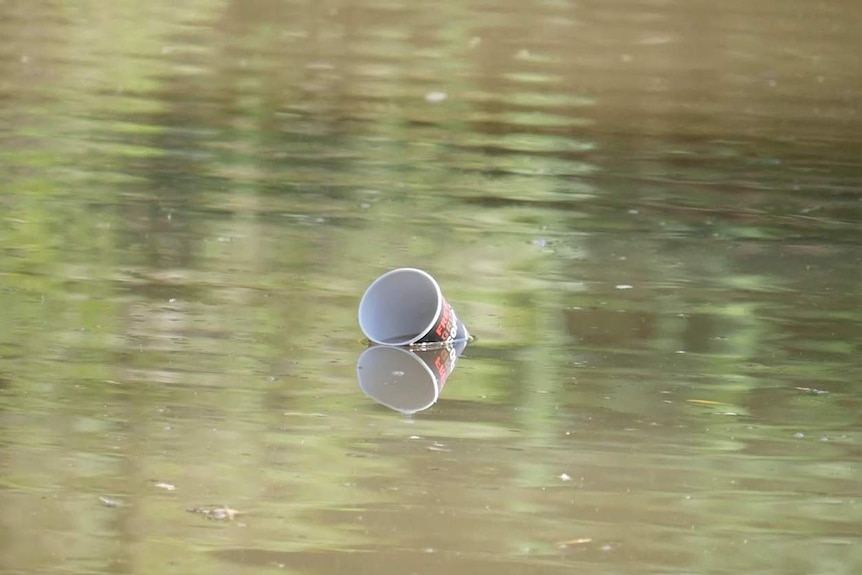 A coffee cup floats in the water.