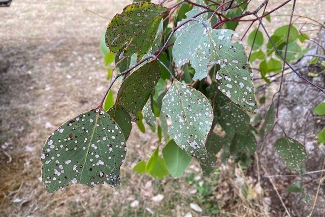Little brown and grey spots visible on leaves, along with what look like burn holes.