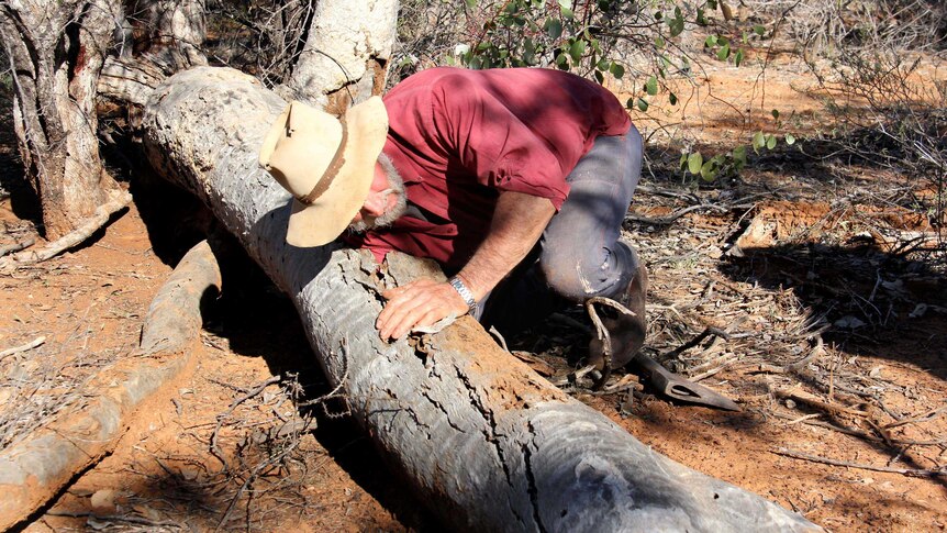 Don Sallway reaches into a log containing wild dog puppies.