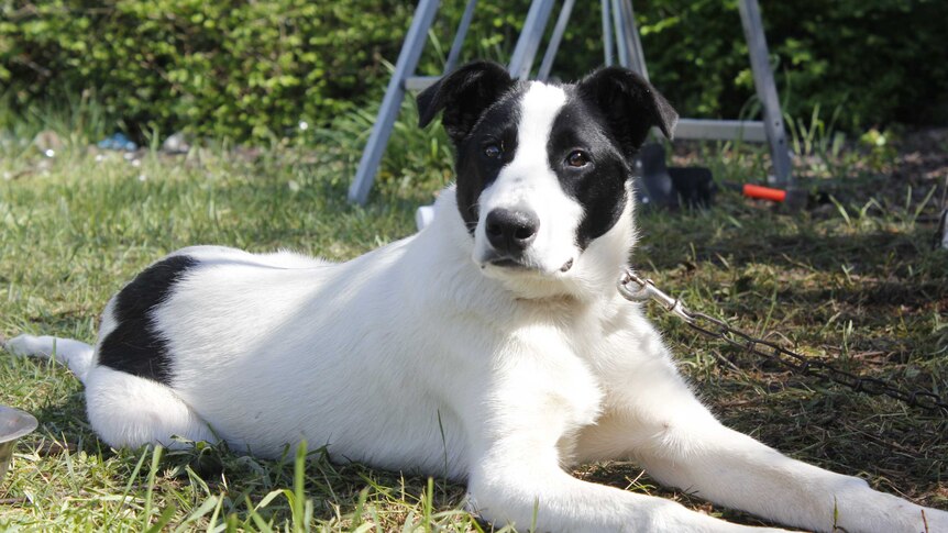 A young sheep dog at the show grounds in Campbell Town, Tasmania