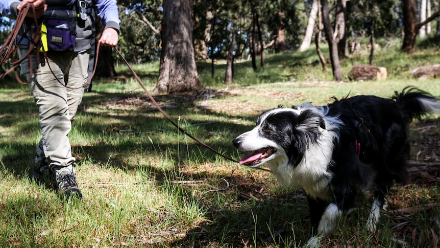Close-up of border collie that has mouth open, tongue hanging out. Owner can be seen in background.