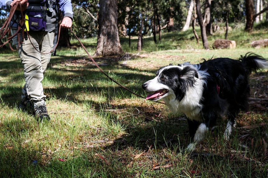 Close-up of border collie that has mouth open, tongue hanging out. Owner can be seen in background.