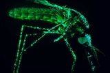 Close-up of a malaria mosquito