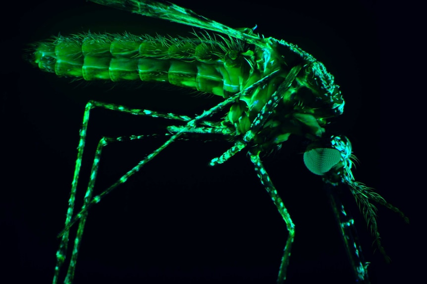 Close-up of a malaria mosquito