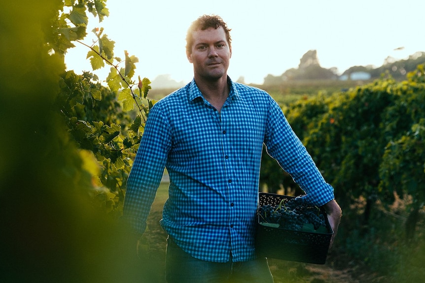 A fair-skinned serious brunette man, Richard, stands in a vineyard under dappled sunlight, turquoise-checked shirt.