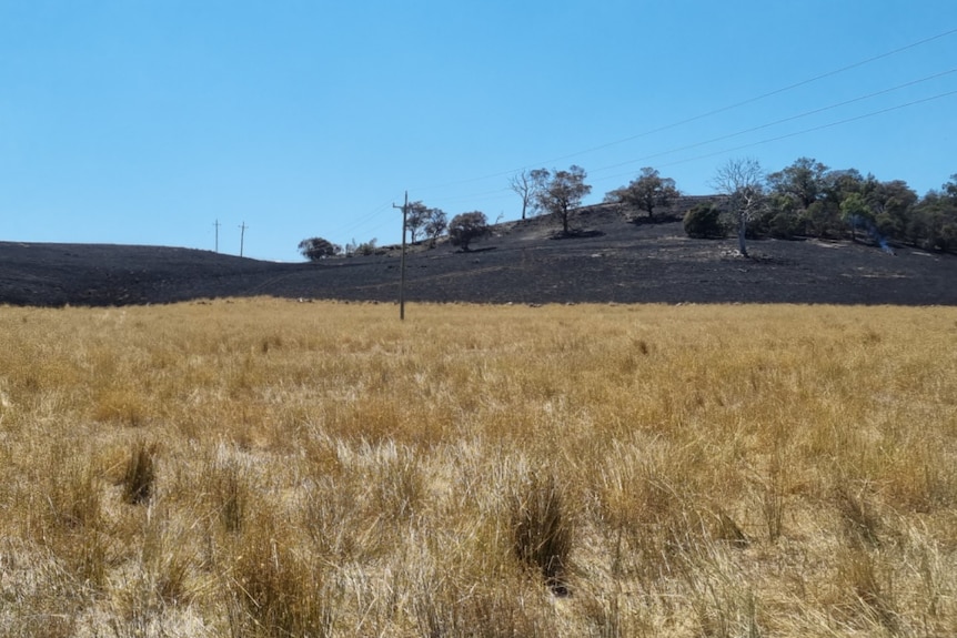 Blackened grass on a hill in a paddock. 