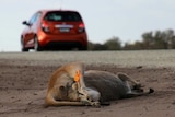 A dead kangaroo on the side of the road with a red car in the background.
