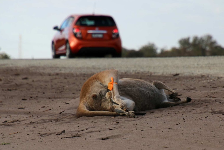 A dead kangaroo on side of road with a red car in the background.