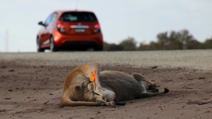 A dead kangaroo on side of road with a red car in the background.
