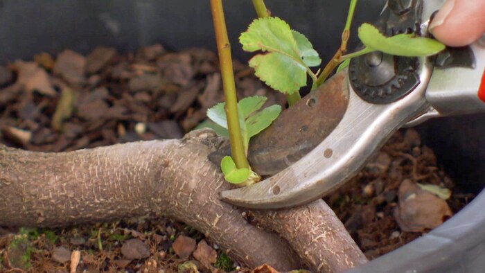 FAQs - Plant Suckers | Testing ripeness | Feeding Citrus - Gardening ...