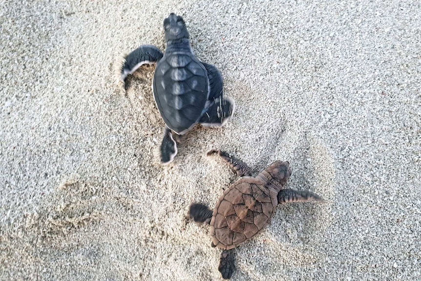 A tiny hawksbill and green turtle on the sand.