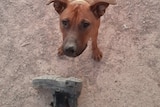 A brown dog with pointy ears stands on dirt with a black shoe.