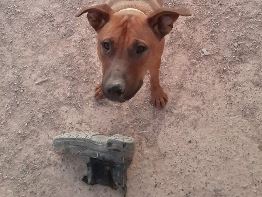 A brown dog with pointy ears stands on dirt with a black shoe.
