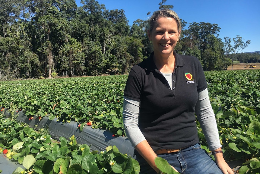 Jennifer Rowling from the Queensland Strawberry Growers Association crouching in a field of strawberries.