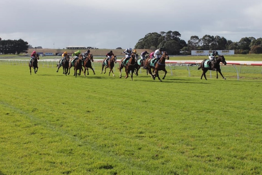About a dozen jockeys racing horses on a grass track