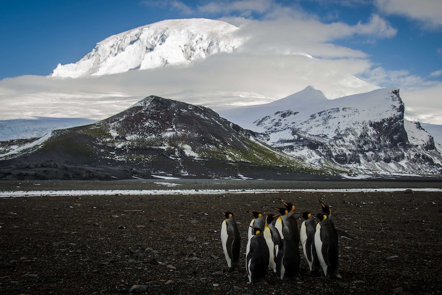 Emperor penguins stand in front of ice-covered peak.