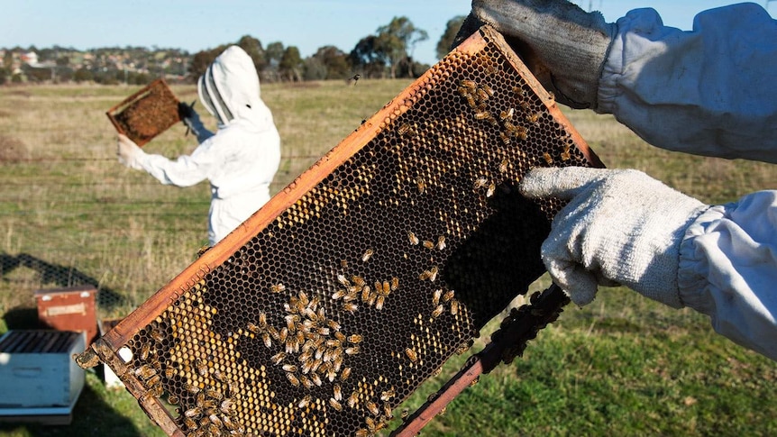 Bees in the forefront of the picture. Woman in bee suit in the background.