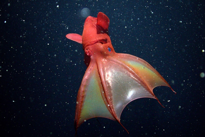 The vampire squid's mouth opens up like an umbrella.