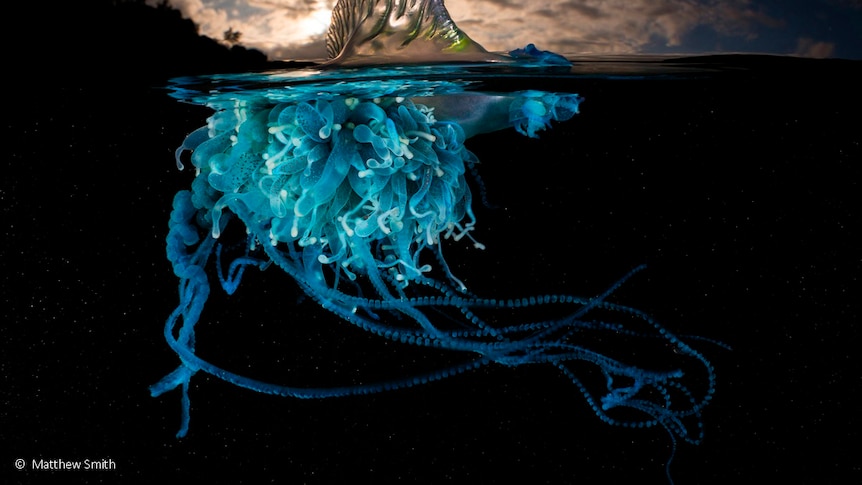 Entry for the portfolio prize, 'Luminous', shows the dangerous Pacific man-of-war or bluebottle