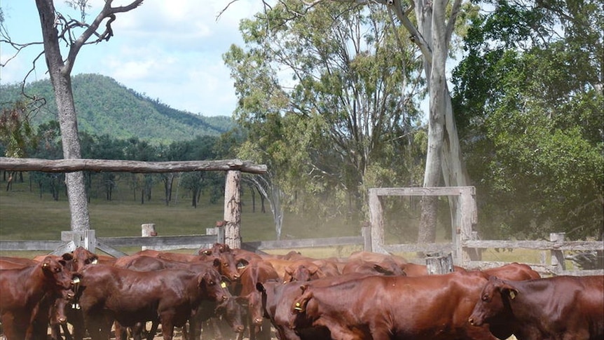 There is a temporary ban on Australian farmers sending live cattle to Indonesia.