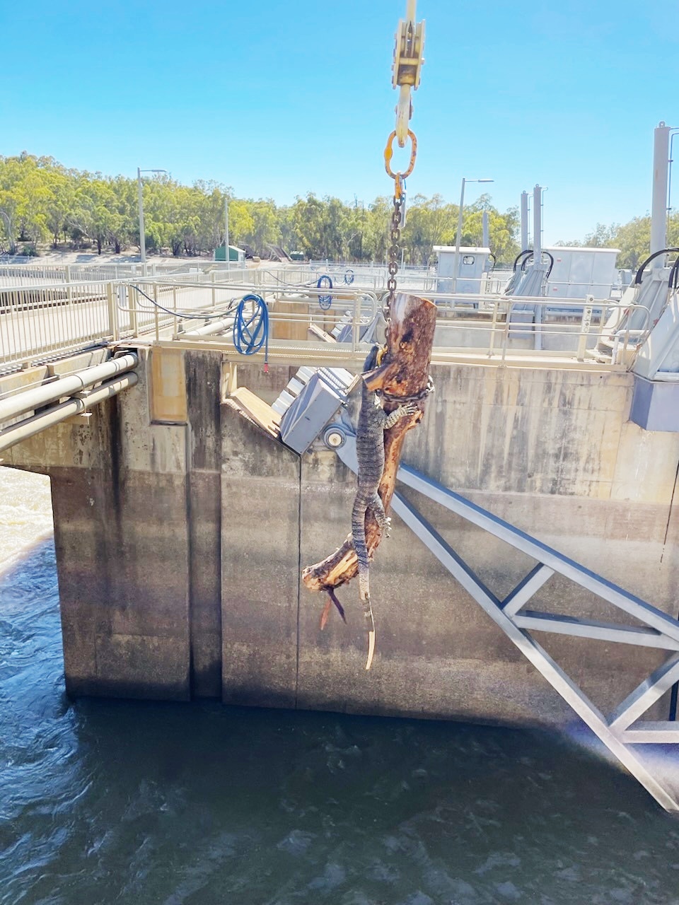 A goanna being winched to safety