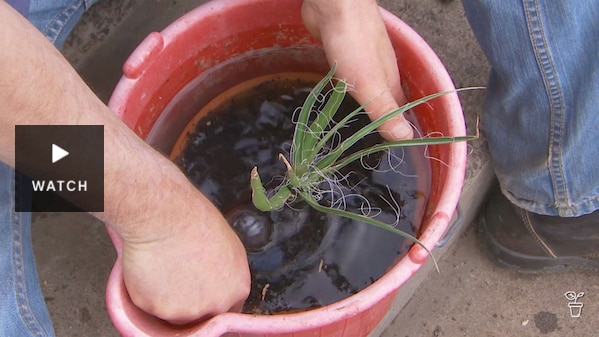A pot plant being submerged in a bucket of water. Has Video.