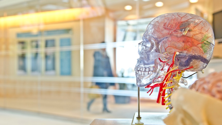 In a bright space, a small transparent model skull sits on a bench.
