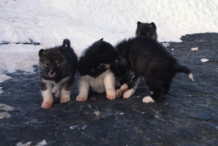 Four husky puppies sit together on a rock, near snow-covered ground