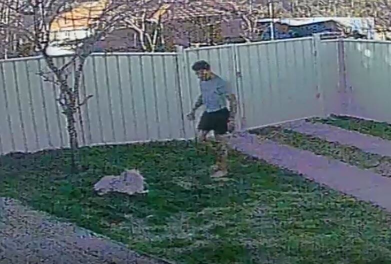 Canberra man who beat dog with a spade over 'prolonged' period ...