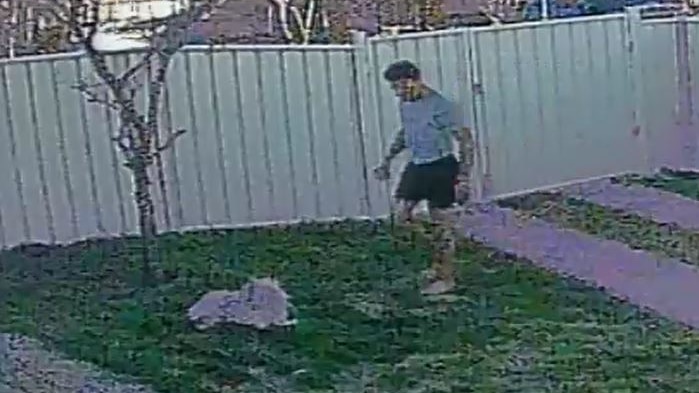 A dog lies in pain in a backyard as a man approaches to continue attacking it.