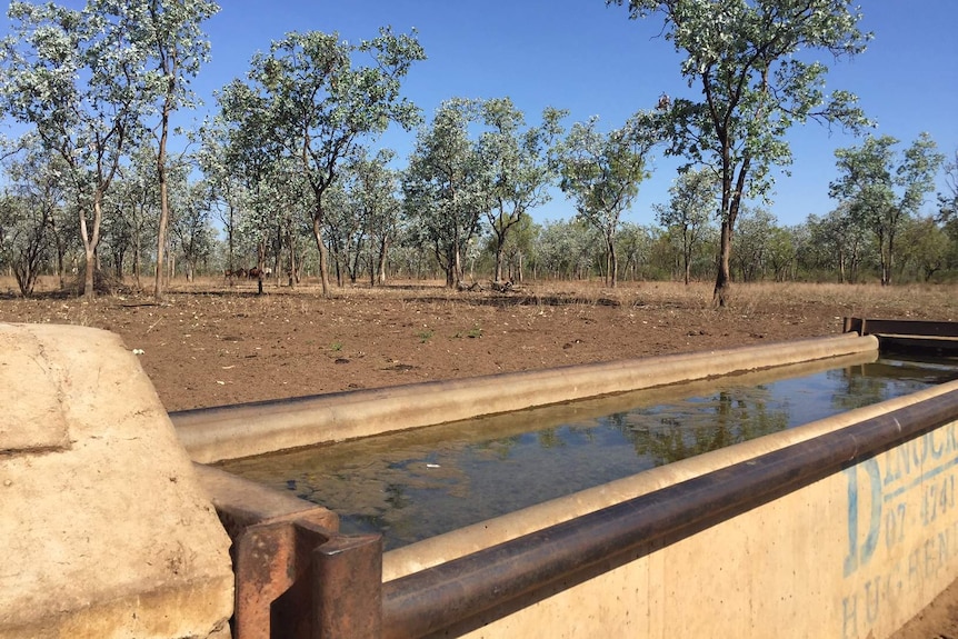 A water trough on Nutwood Downs cattle station, trees in the background