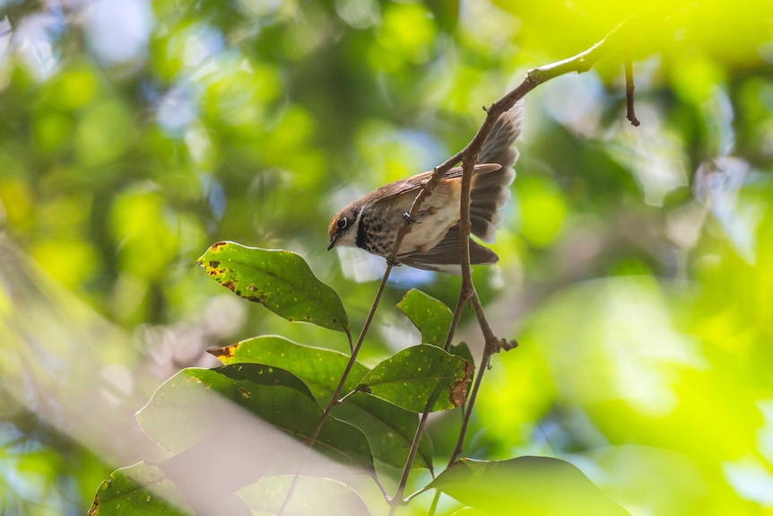 Rufous Fantail forages in the trees