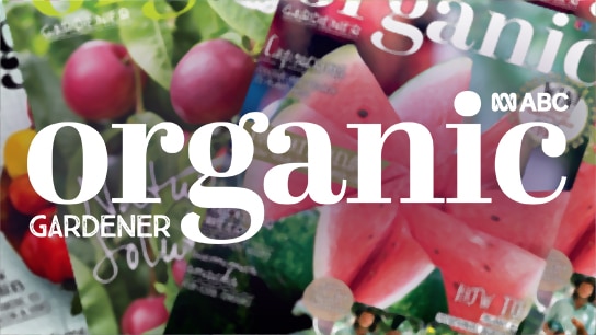 How to stop crowing  Organic Gardener Magazine Australia
