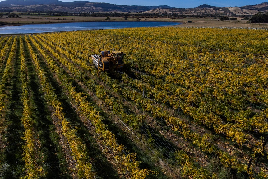 machine in vineyard harvesting grapes