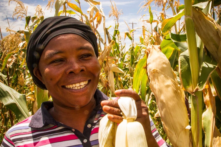 Venansia Mukantare harvests maize.